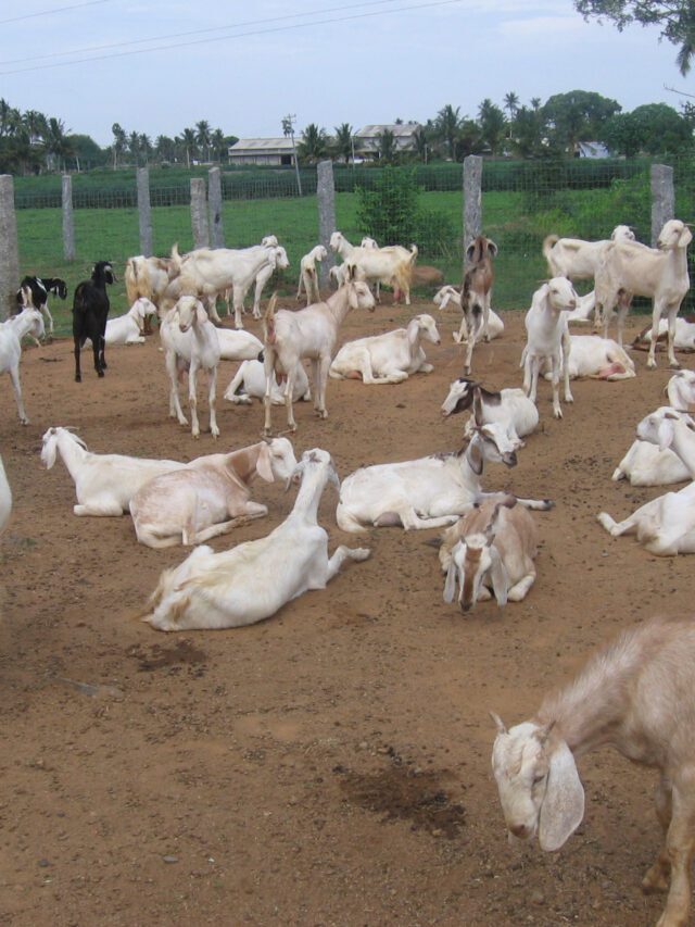 Goat farming yojana loan 2023